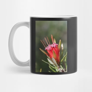 Mountain Devil Flower. Lambertia Formosa Mug